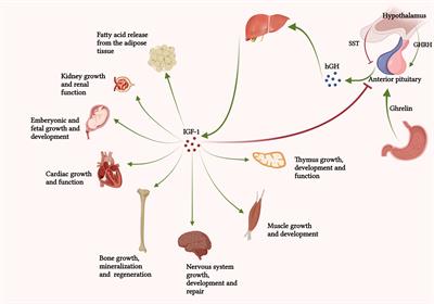 New insight into the importance of formulation variables on parenteral growth hormone preparations: potential effect on the injection-site pain